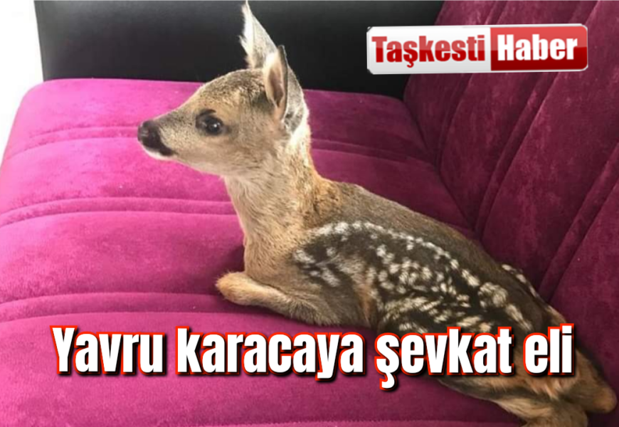 Yavru karaca koruma altına alındı